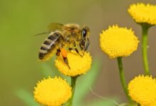 تطريد النحل و معلومات مذهلة لم تكن تعرفها