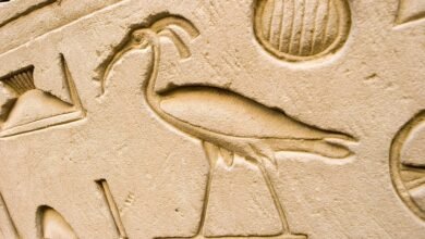 طائر أبو منجل المحنط في الحضارة المصرية القديمة و دوره بها